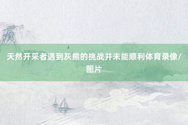 天然开采者遇到灰熊的挑战并未能顺利体育录像/图片