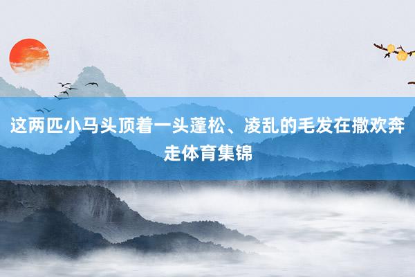 这两匹小马头顶着一头蓬松、凌乱的毛发在撒欢奔走体育集锦